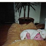 Amerikansk staffordshire terrier Ozzie