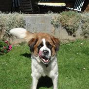 Sankt bernhardshund Mille