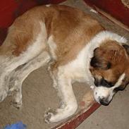 Sankt bernhardshund Mille