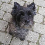 Cairn terrier Buster