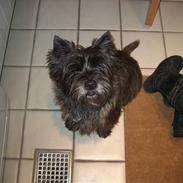 Cairn terrier Buster