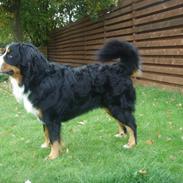 Berner sennenhund Figo