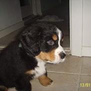 Berner sennenhund Figo