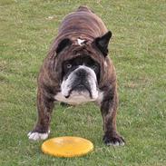 Engelsk bulldog Willy