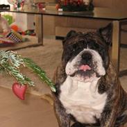 Engelsk bulldog Willy