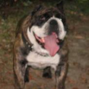 Engelsk bulldog Willy