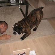 Engelsk bulldog Willy