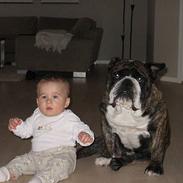 Engelsk bulldog Willy