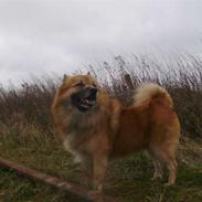 Islandsk fårehund Nalle 