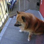 Islandsk fårehund Nalle 