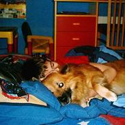 Islandsk fårehund Nalle 