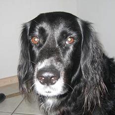 Blanding af racer sisse