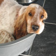 Cocker spaniel Cosmo