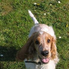 Cocker spaniel Cosmo