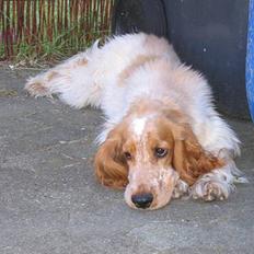 Cocker spaniel Cosmo