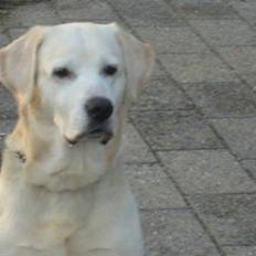 Labrador retriever Samson