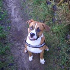 Amerikansk staffordshire terrier Gonzo