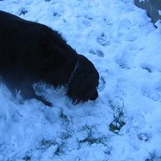 Blanding af racer sisse