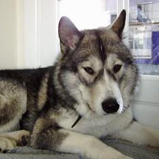 Blanding af racer Malou med 7 hvalpe:D