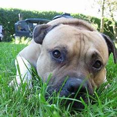 Amerikansk staffordshire terrier Kane