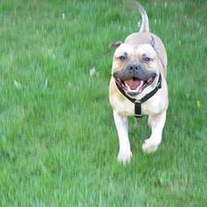 Amerikansk staffordshire terrier Kane