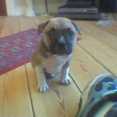 Amerikansk staffordshire terrier Kane