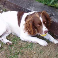 Engelsk springer spaniel Zigggy