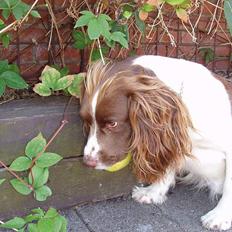Engelsk springer spaniel Zigggy