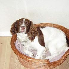 Engelsk springer spaniel Zigggy