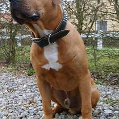 Amerikansk staffordshire terrier Gucci R.I.P