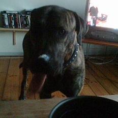 Fila brasileiro Boss