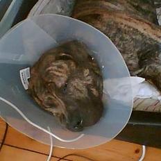 Fila brasileiro Boss