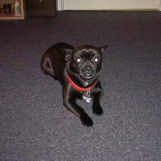 Blanding af racer miffer