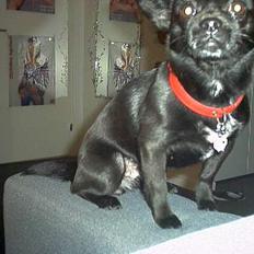 Blanding af racer miffer