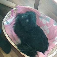 Pekingeser Vaks R.I.P