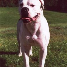 Amerikansk bulldog sonneholts rommel(don)