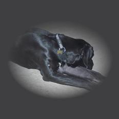 Grand danois Quick Mover (Kato)