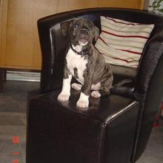 Amerikansk staffordshire terrier LaTiffa