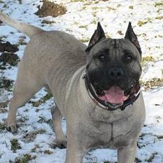 Dogo canario Fiona