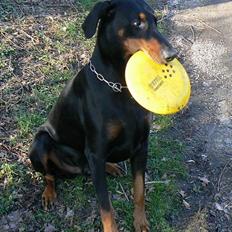 Dobermann Zeus