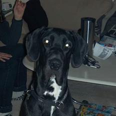 Grand danois Quick Mover (Kato)