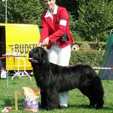 Newfoundlænder black houdini" lady pearl