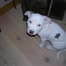 Amerikansk staffordshire terrier Diva