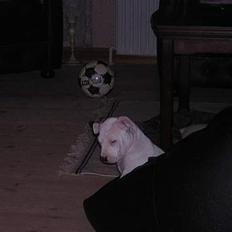 Amerikansk staffordshire terrier Diva