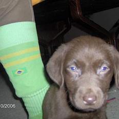 Labrador retriever Funny