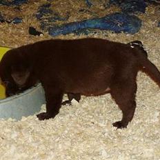 Labrador retriever Funny