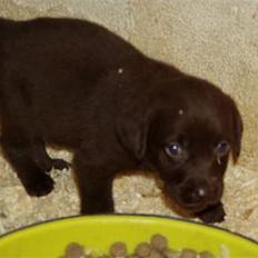 Labrador retriever Funny