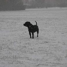 Staffordshire bull terrier Balder