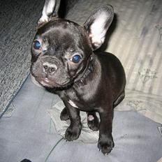 Fransk bulldog Fellica