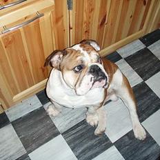 Engelsk bulldog Hektor